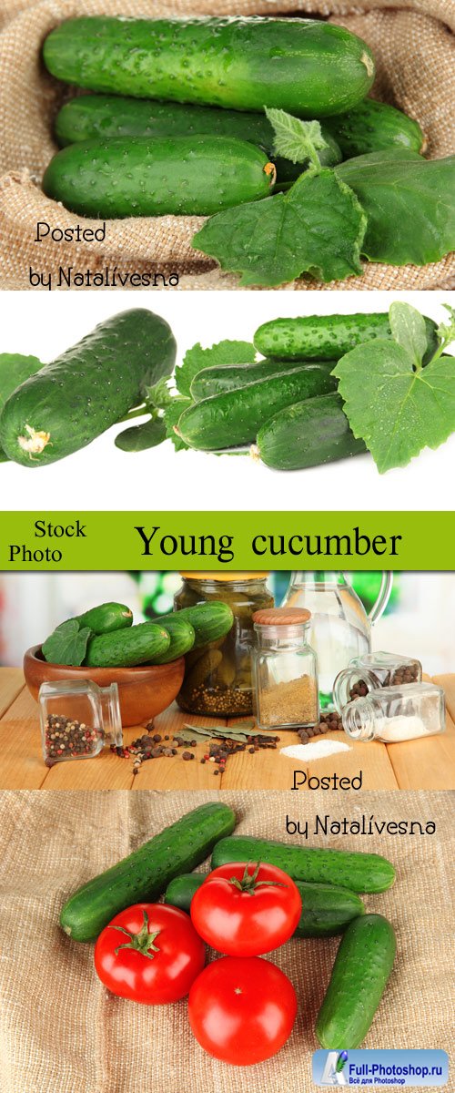   / Young cucumbers - Stock photo 