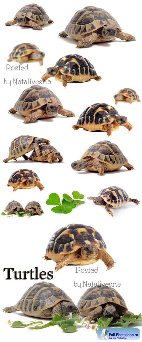  / Turtles - Stock photo