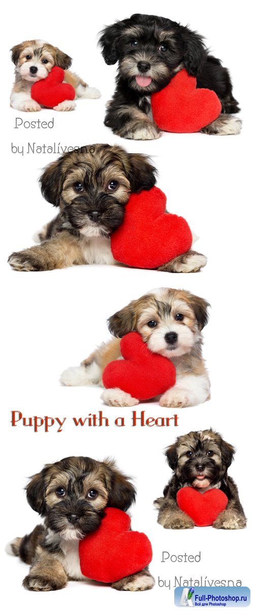        / Puppy with a heart - Stock photo