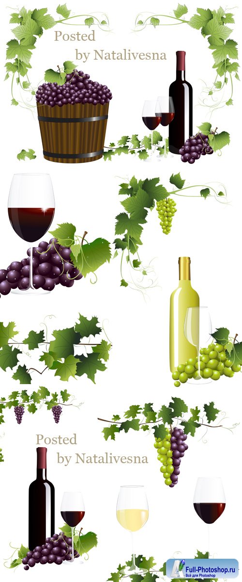       / Grape wine and grapes leaves in the Vector 