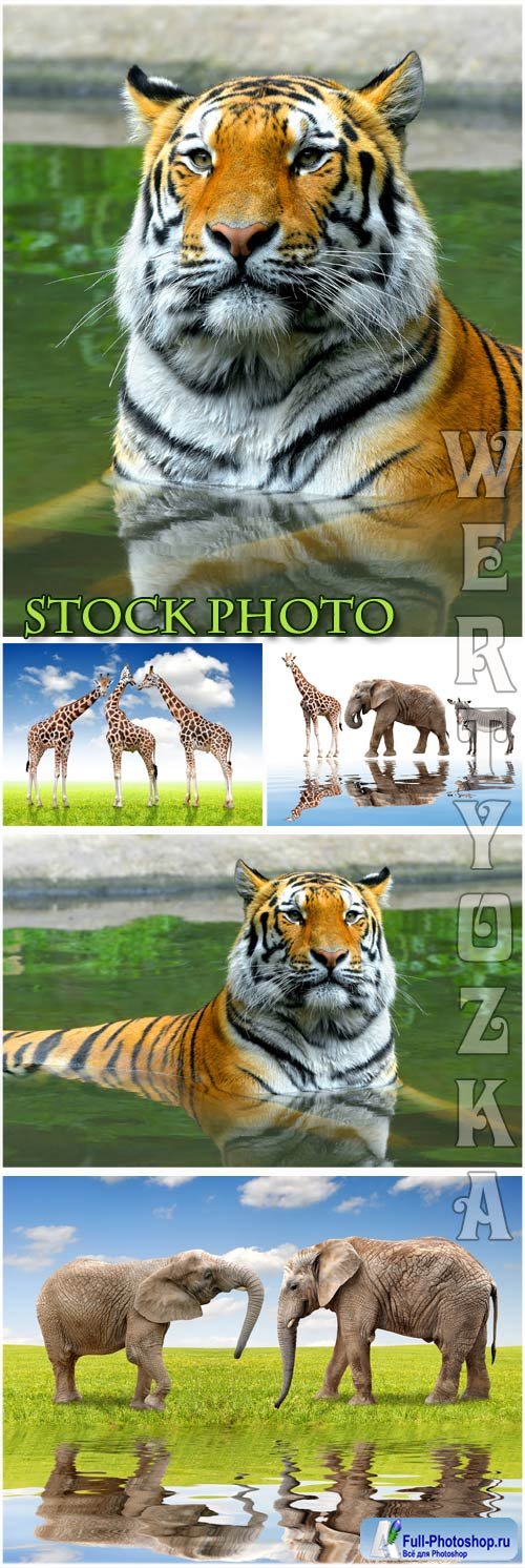 , , ,  / Tiger, elephant, giraffe, animals - Raster clipart