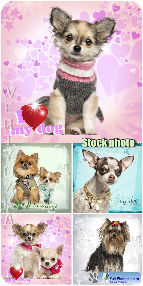   ,  / Beloved pets, dogs - Raster clipart