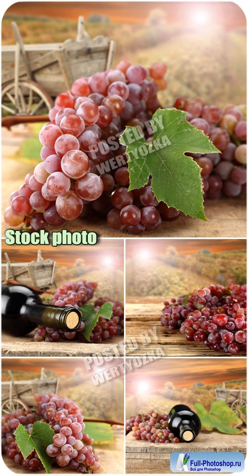        / Grapes - stock photos