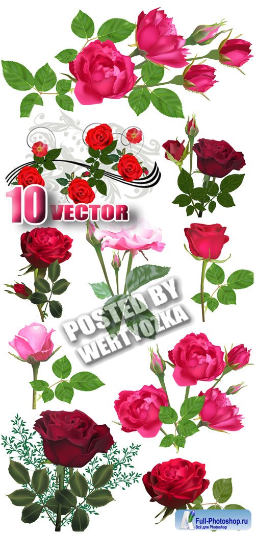   / Beautiful roses - stock vector
