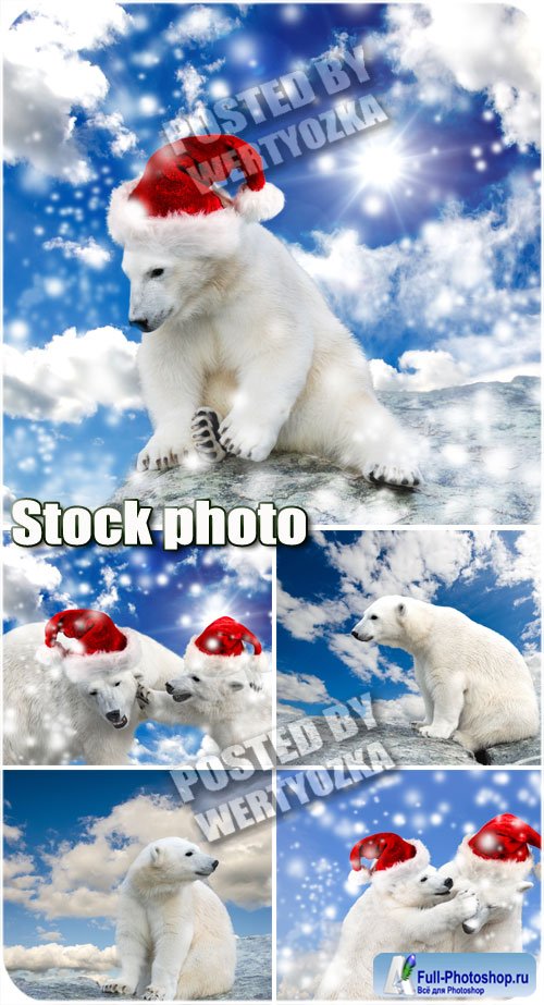      / Polar bear in santa hat - stock photos