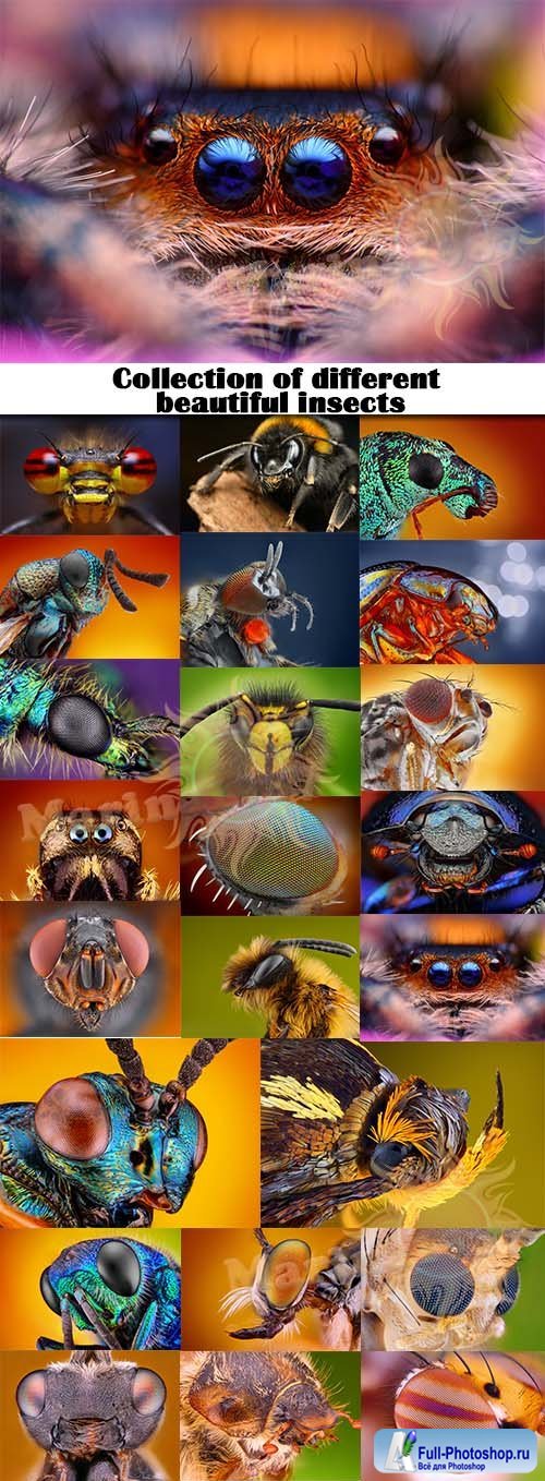    - Collection of different beautiful insects