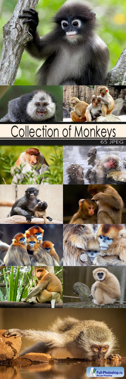 Collection of Monkeys