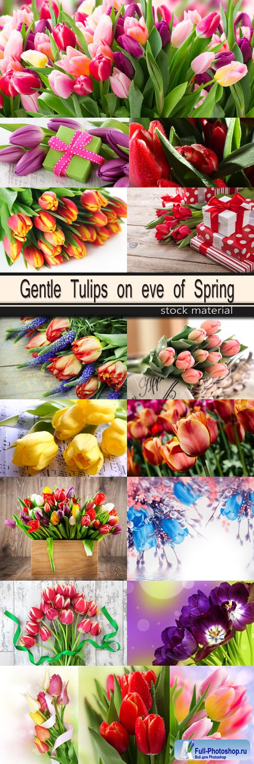 Gentle Tulips on eve of Spring