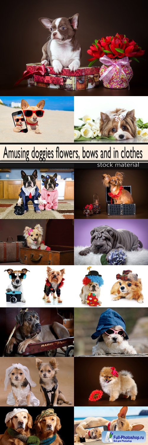 Amusing doggies flowers, bows and in clothes