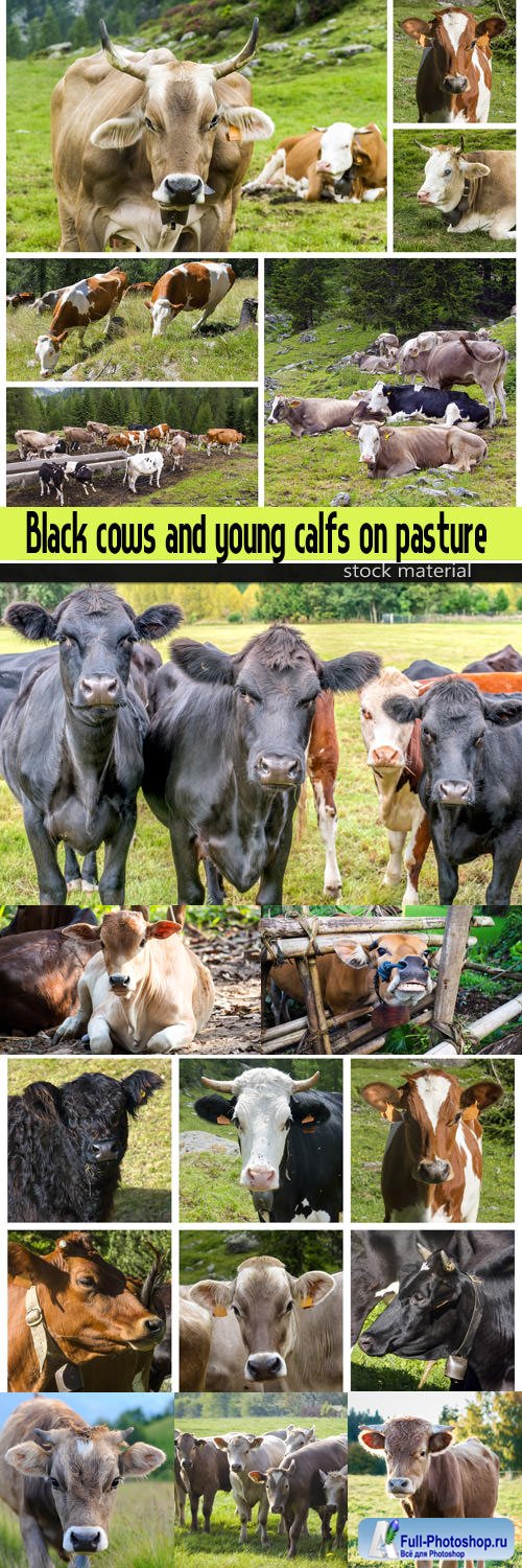 Black cows and young calfs on pasture