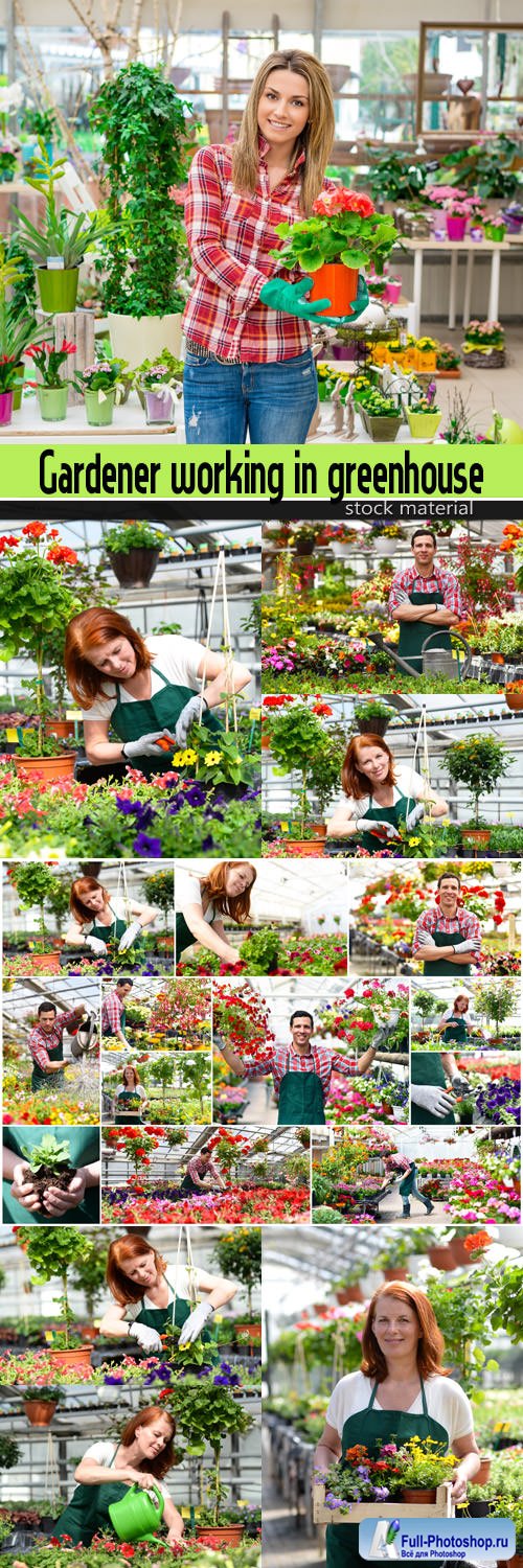 Gardener working in greenhouse with colourful flowers