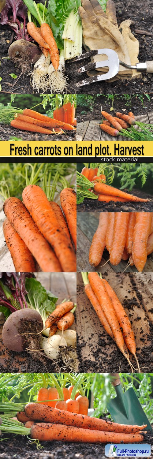 Fresh carrots on land plot. Harvest