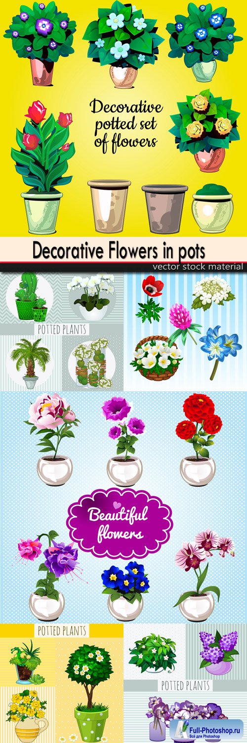 Decorative Flowers in pots