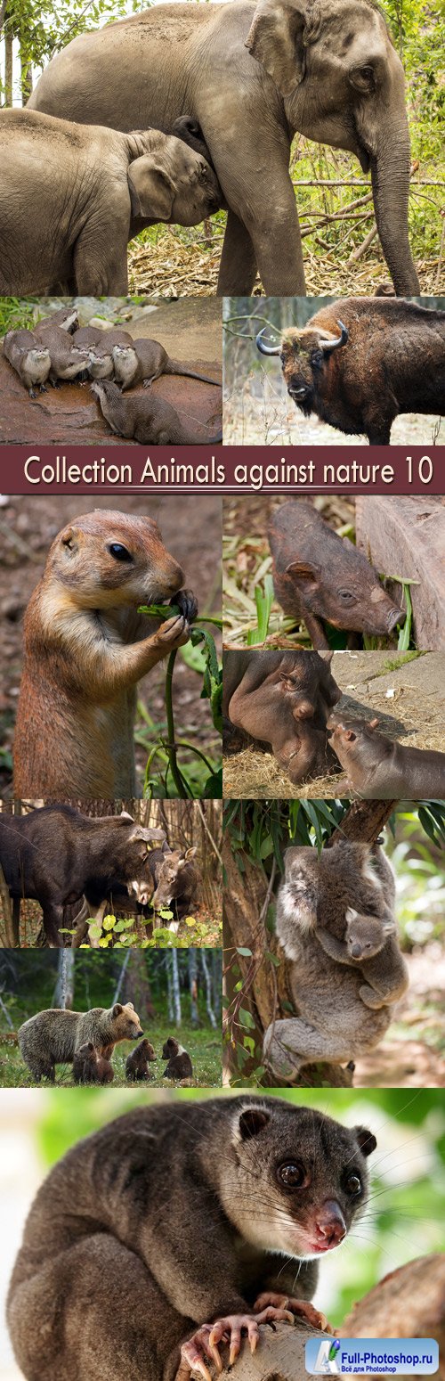 Collection Animals against nature 10