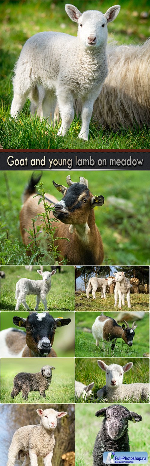 Goat and young lamb on meadow
