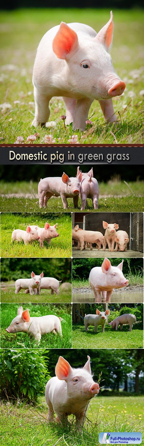 Domestic pig in green grass