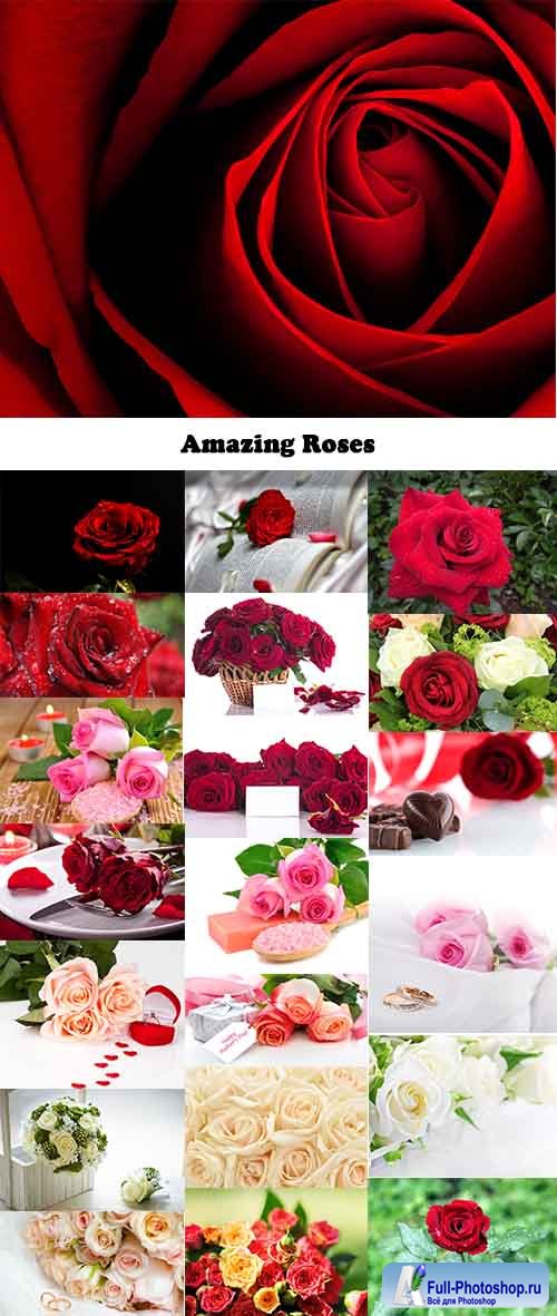 Amazing Roses 