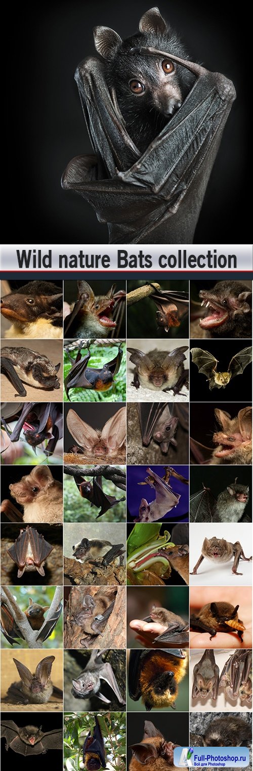 Wild nature Bats collection