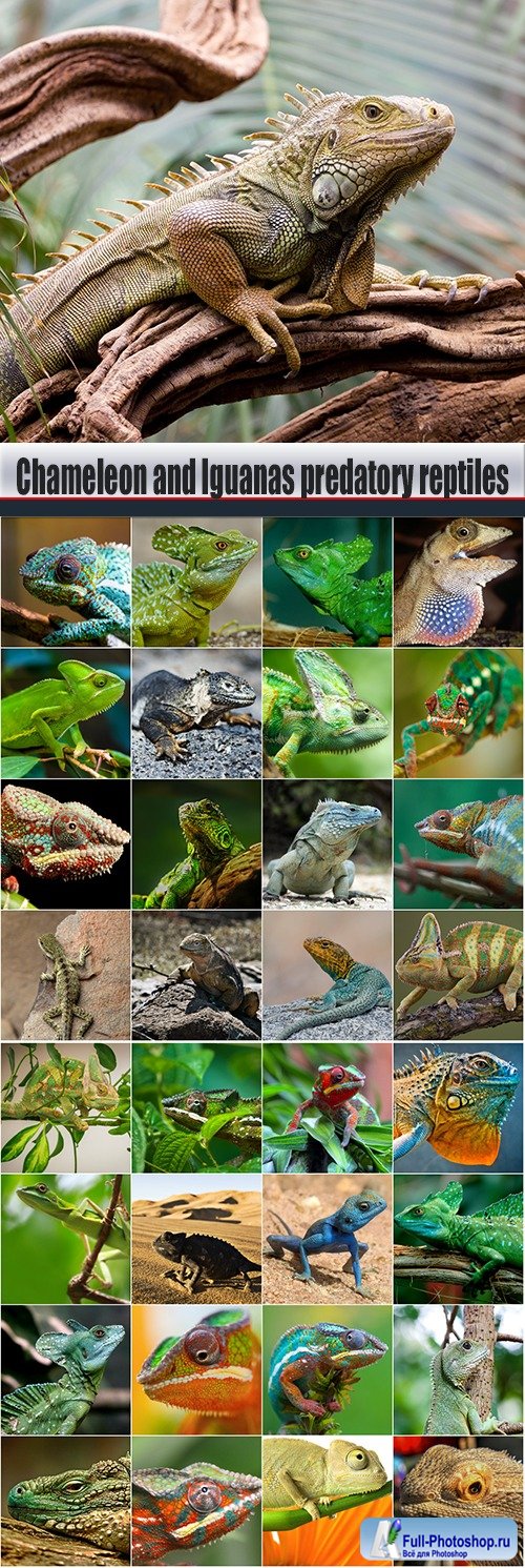 Chameleon and Iguanas predatory reptiles