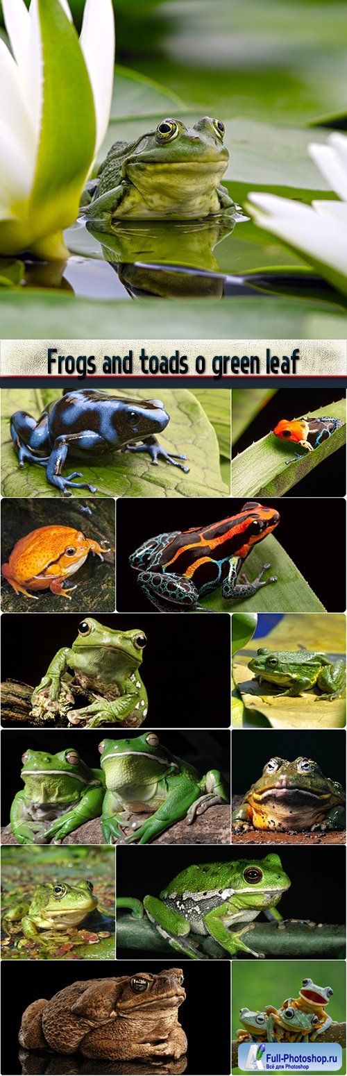 Frogs and toads o green leaf