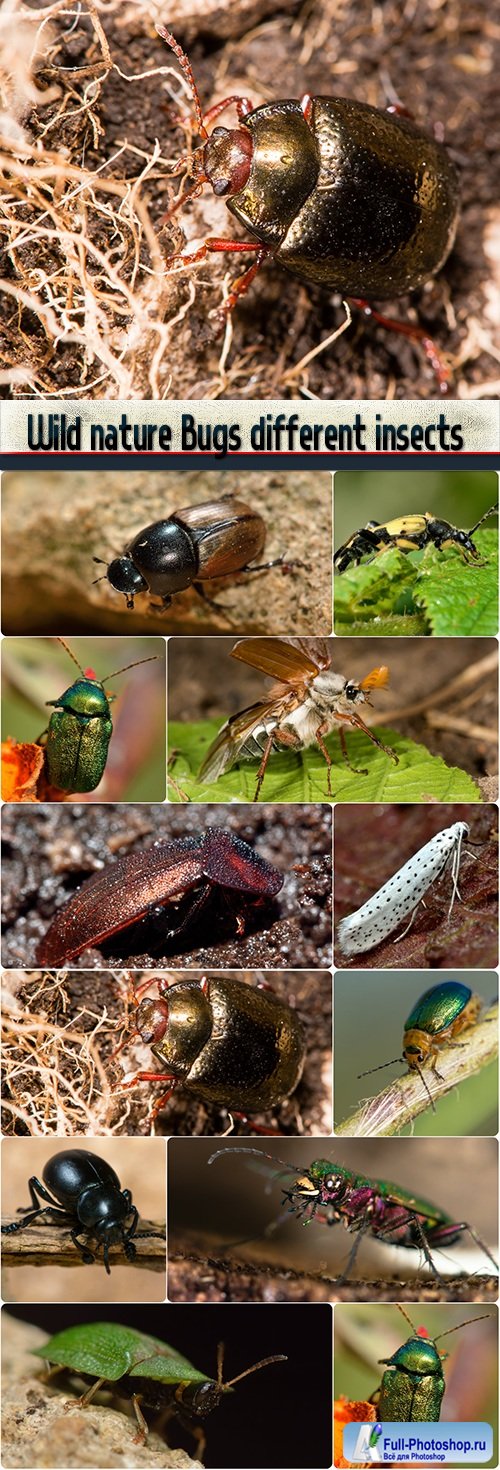 Wild nature Bugs different insects