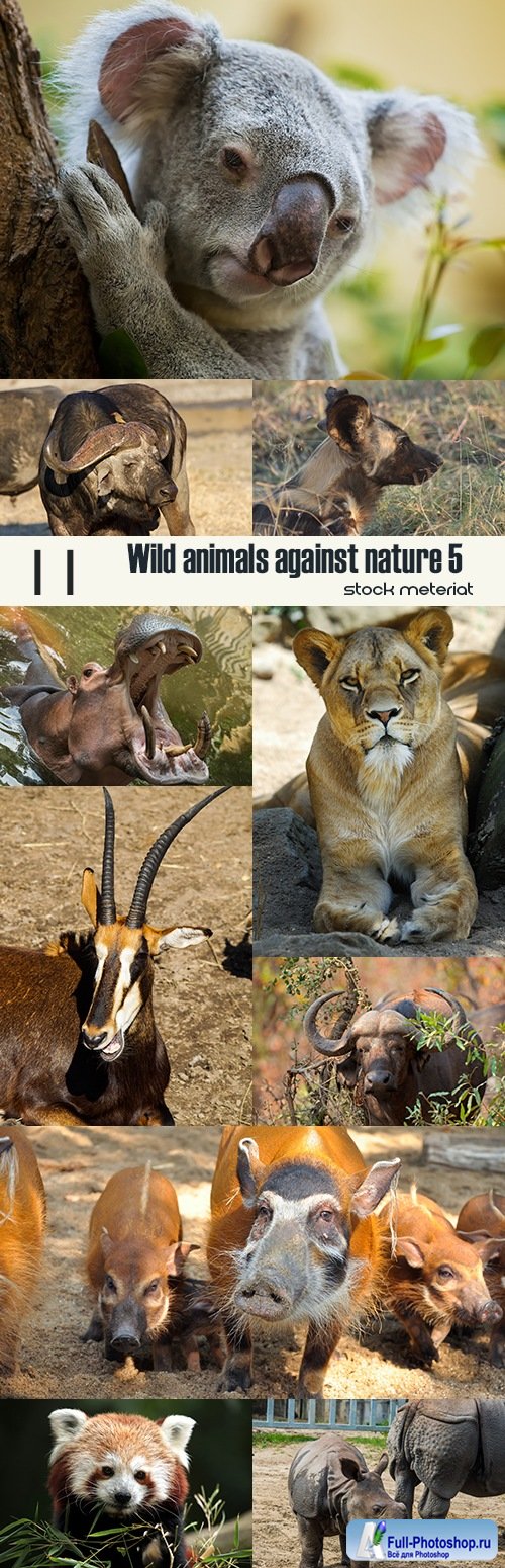 Wild animals against nature 5