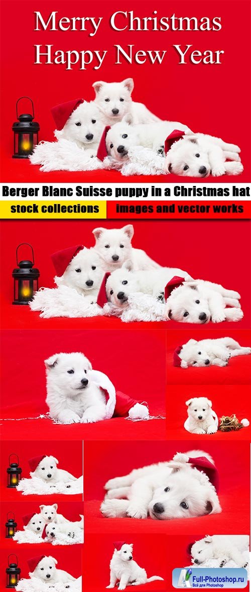 Berger Blanc Suisse puppy in a Christmas hat