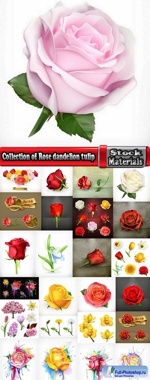 Collection of Rose dandelion tulip flower petal vector image