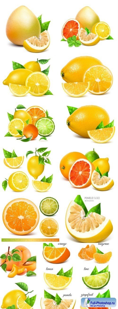 Fresh citrus fruits Vector illustration Fully editable handmade mesh 13X EPS