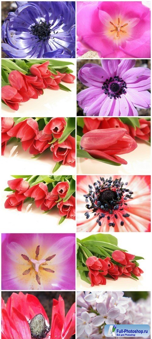 Flowers 12X JPEG