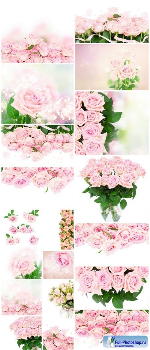 Pink blooming roses 19X JPEG