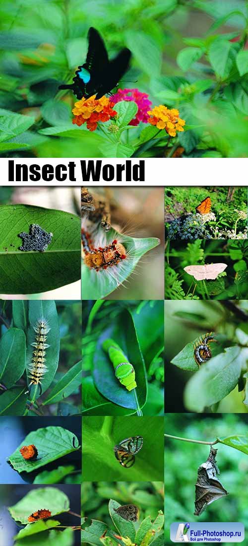 Insect World 1