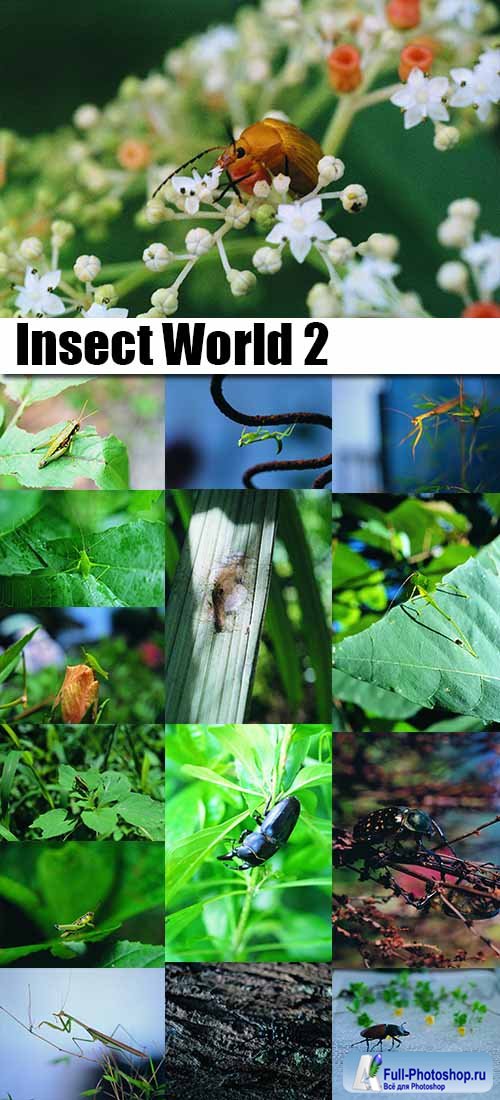 Insect World 2