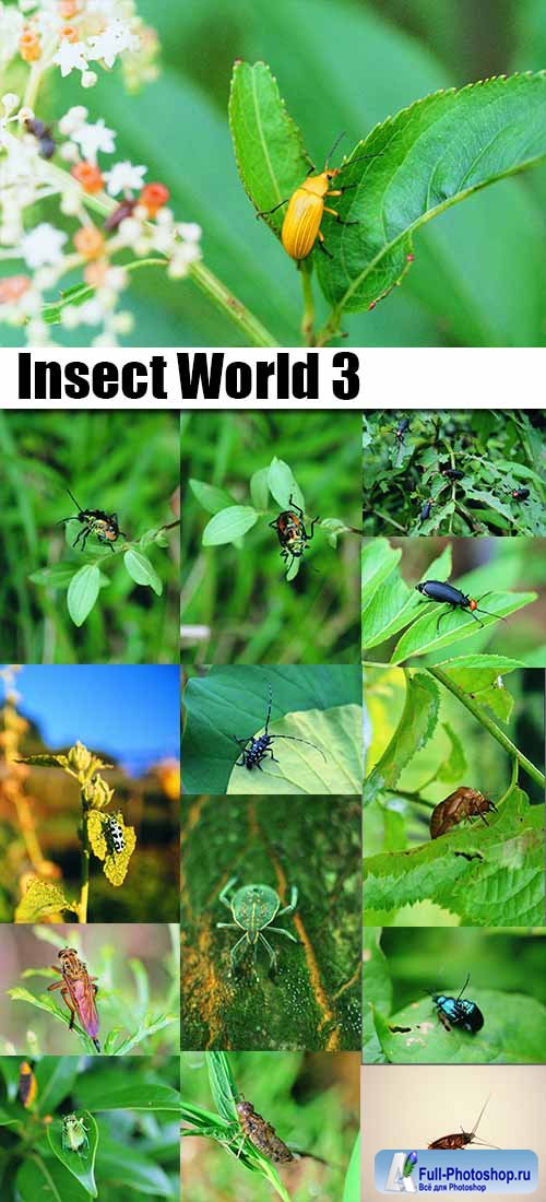 Insect World 3