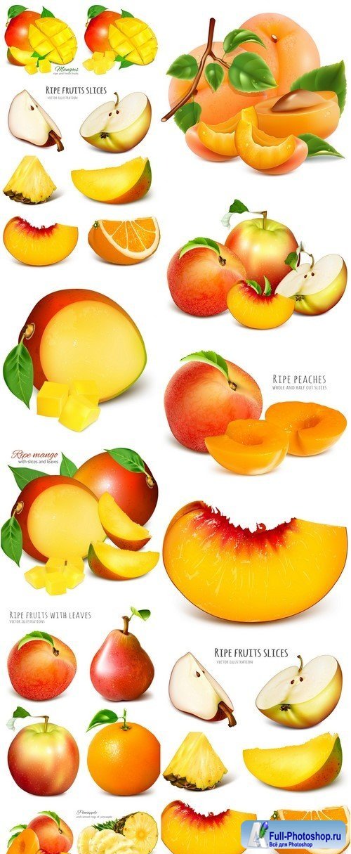 Ripe fresh fruits mango and apricots #4 13X EPS
