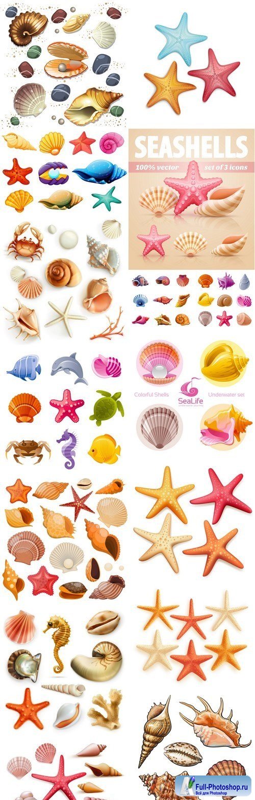 Seashells Collection - 15 Vector