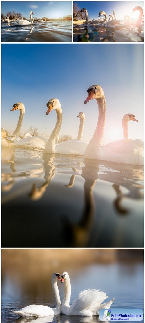 Beautiful white swans on a lake 4X JPEG