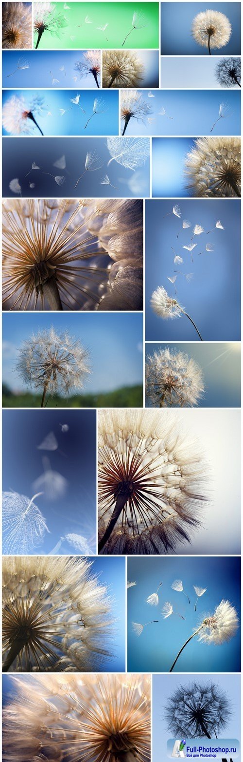 Dandelion silhouette fluffy flower on blue sky 20X JPEG