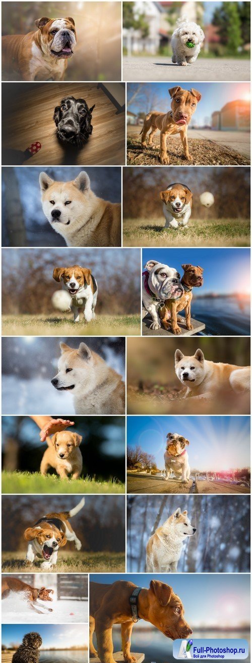 Background photo of a dog chasing a ball #1 17X JPEG