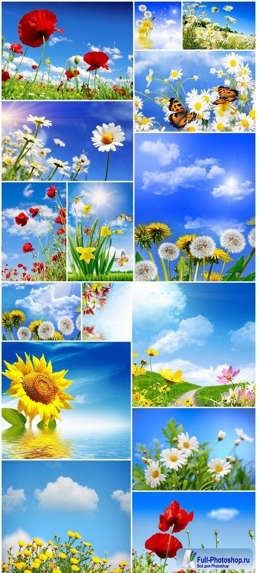 Landscape flowers on a background of blue sky 15X JPEG