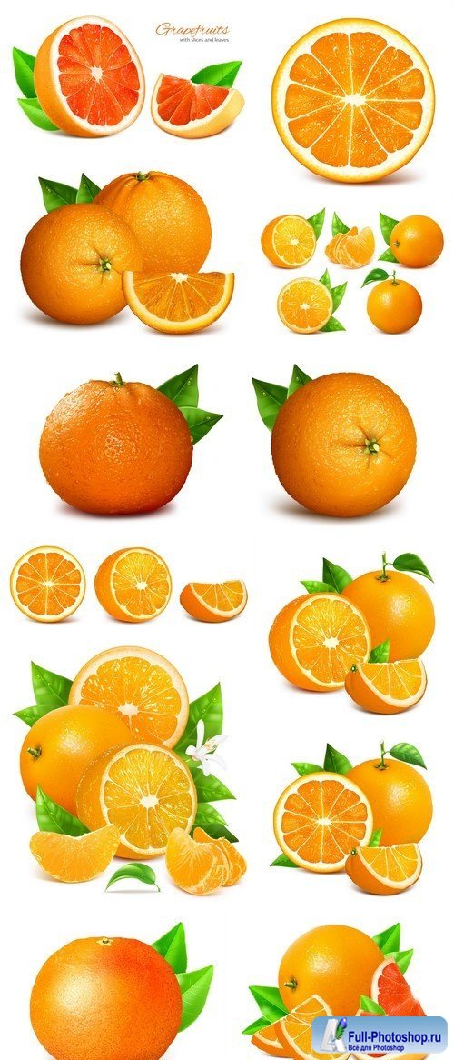 Fresh ripe oranges and grapefruits #2 12X EPS