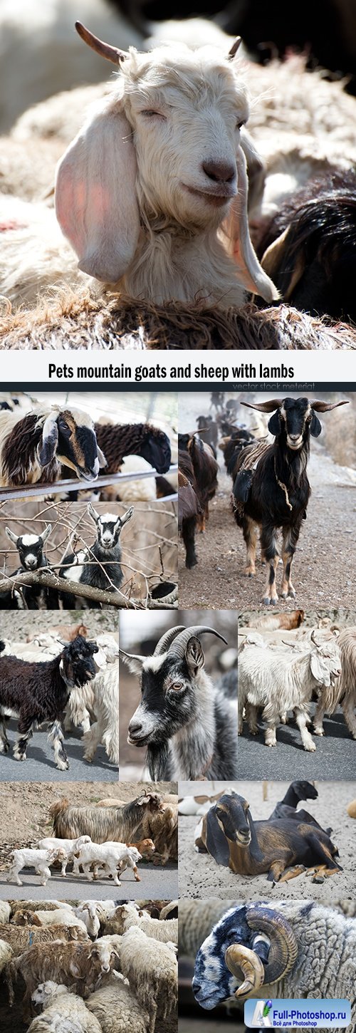 Pets mountain goats and sheep with lambs