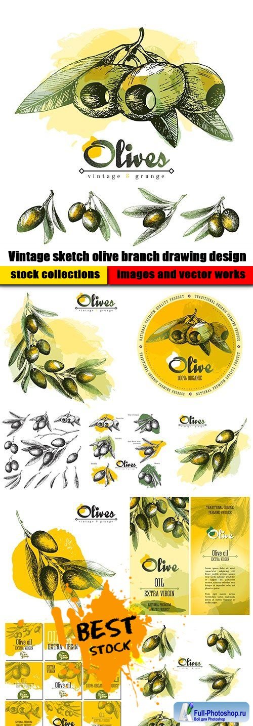 Vintage sketch olive branch drawing design