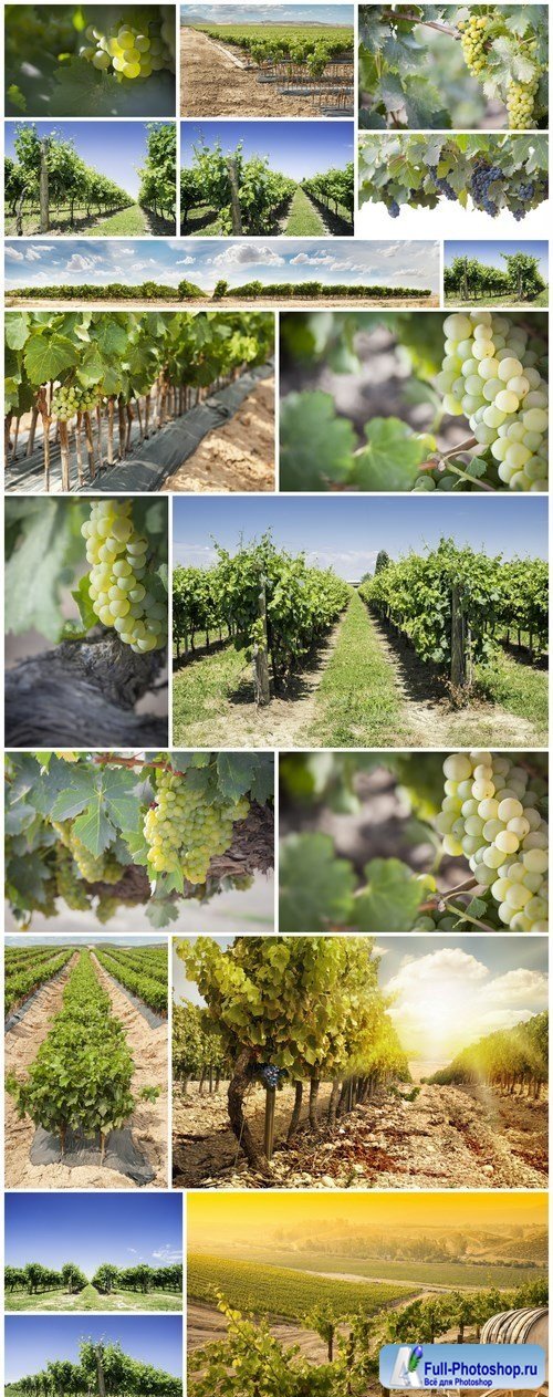 Solar valley of vineyards 2 - 19xUHQ JPEG