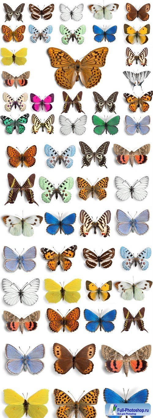 Beautiful Butterflies - 4xUHQ JPEG Photo Stock