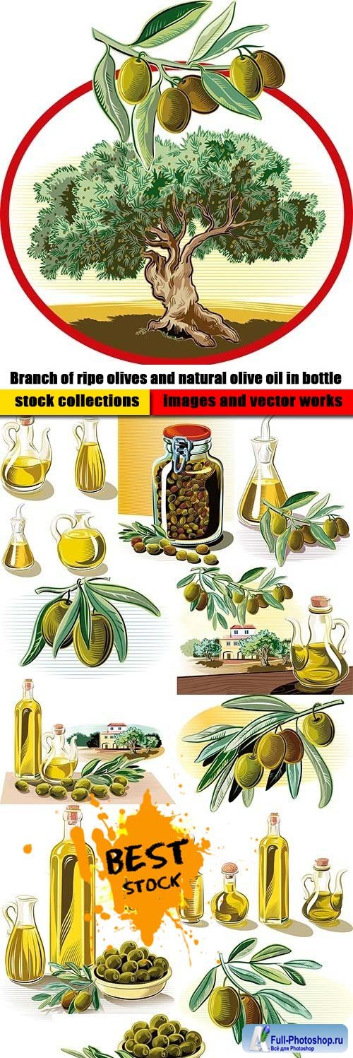 Branch of ripe olives and natural olive oil in bottle