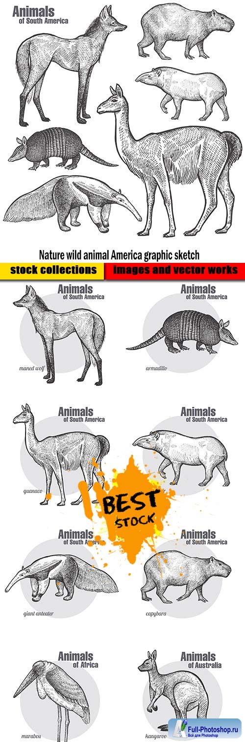 Nature wild animal America graphic sketch