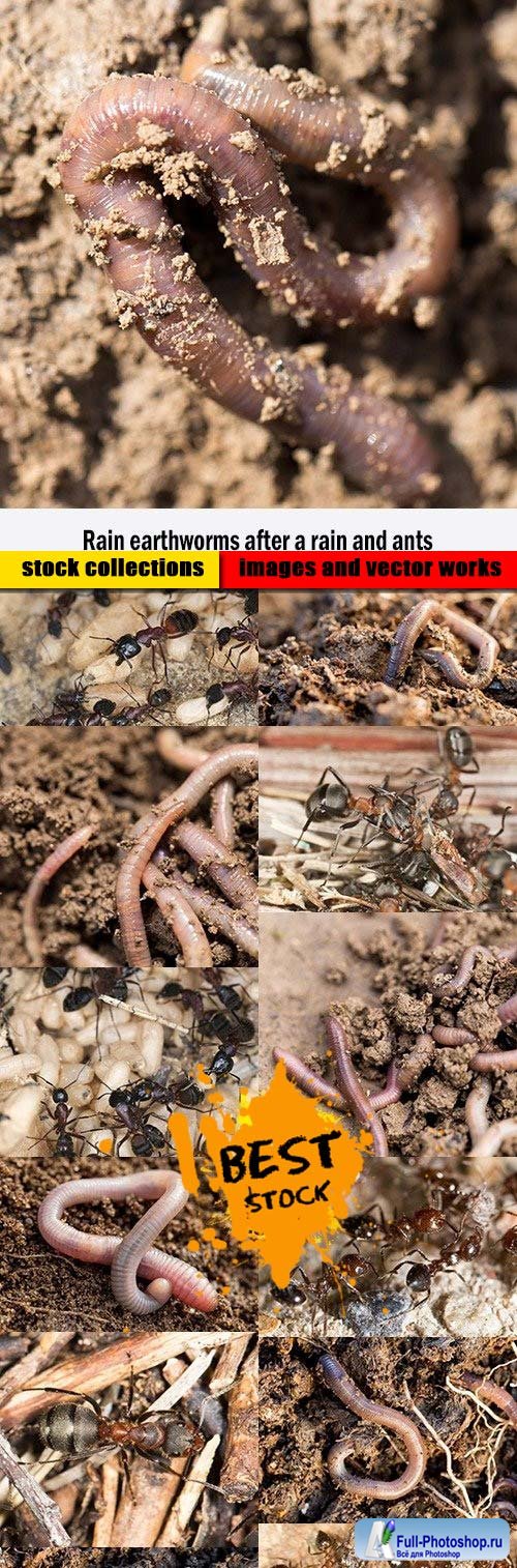 Rain earthworms after a rain and ants