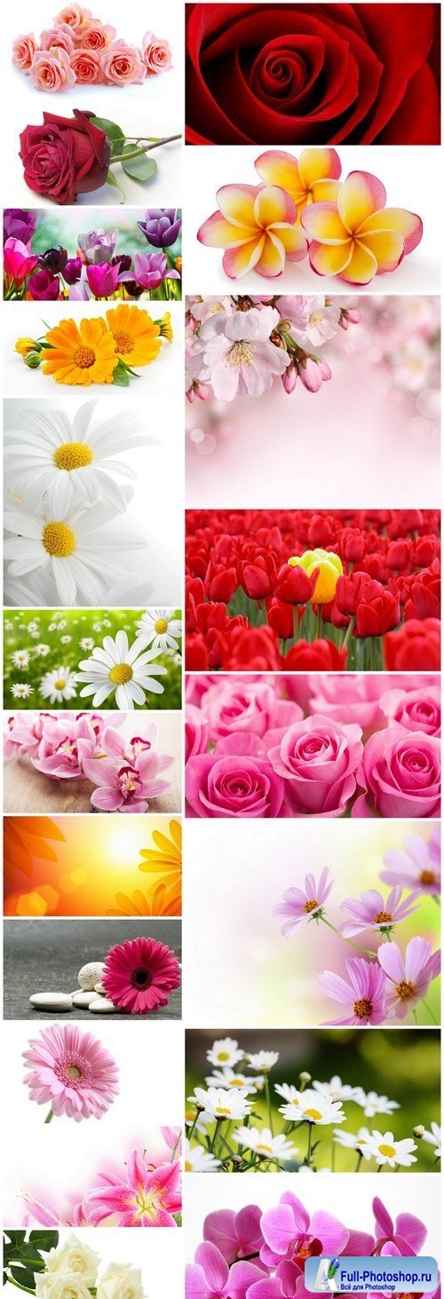 Beautiful Spring Flowers #3 - 20 HQ Images