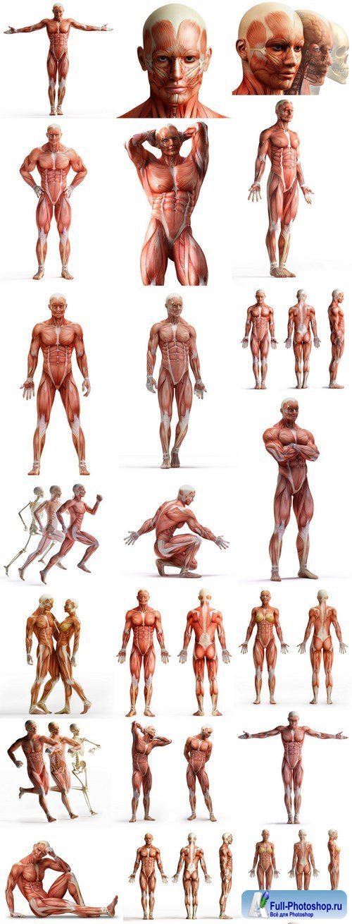 Body Anatomy Muscular Frame - 24 HQ Images